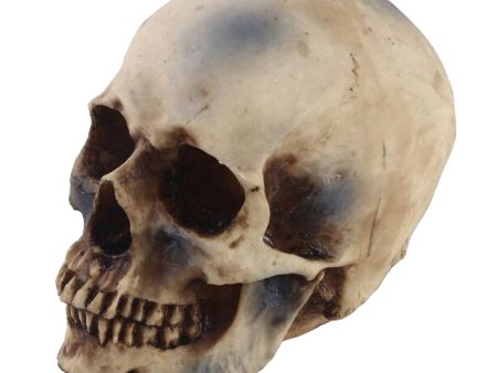 1:1 Realistic Replica Human Skull Resin Skull Skeleton Head For Discount