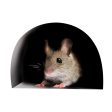 5x Mouse Hole Decal Art Sticker for Home Door Stair Windows Wall Decor B Sale